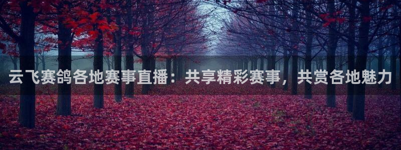 火凤直播体育免费直播火箭