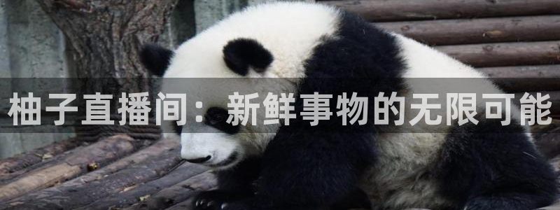 火凤直播足球赛免费视频