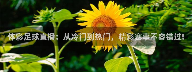 火凤直播体育免费直播